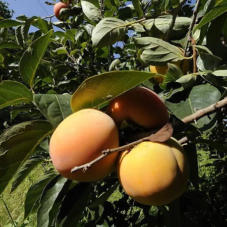 Casa Torretta Lejlighed *